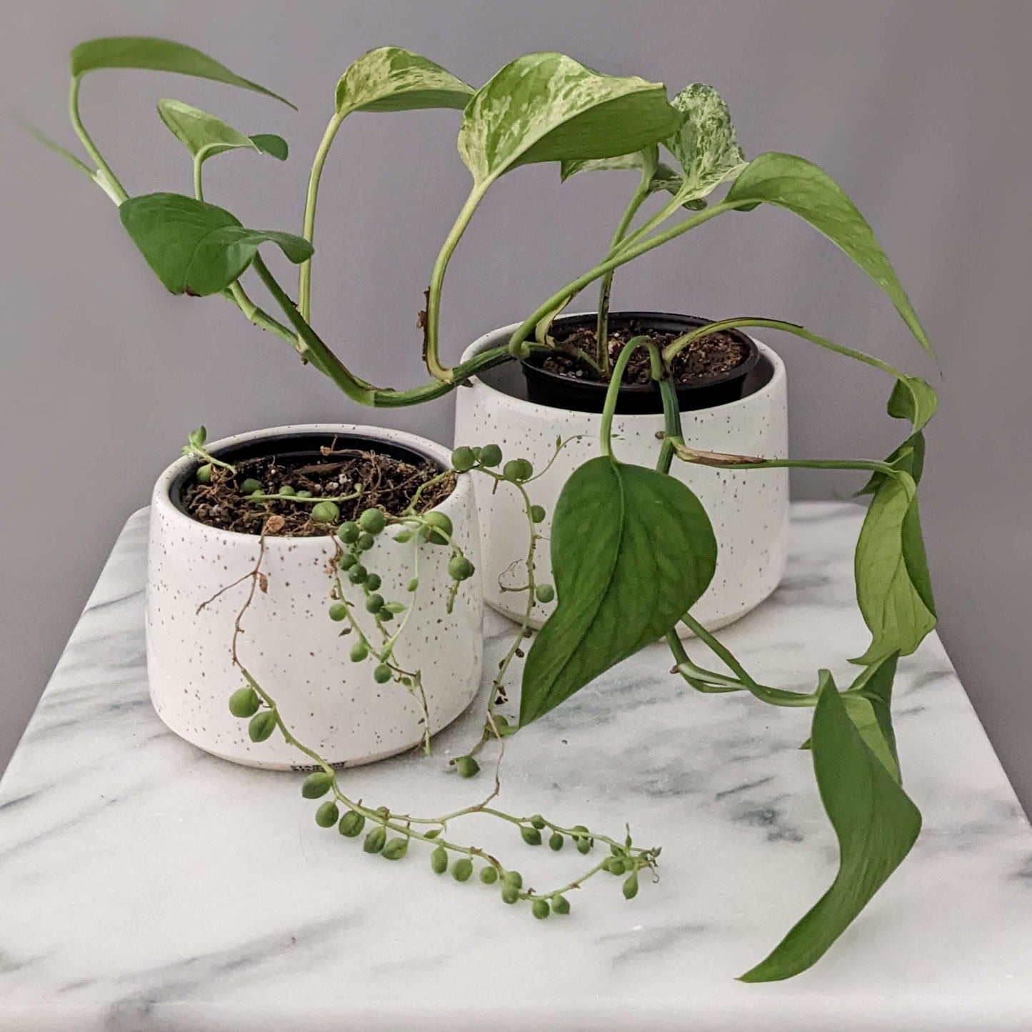 Small Speckled White Ceramic Planter