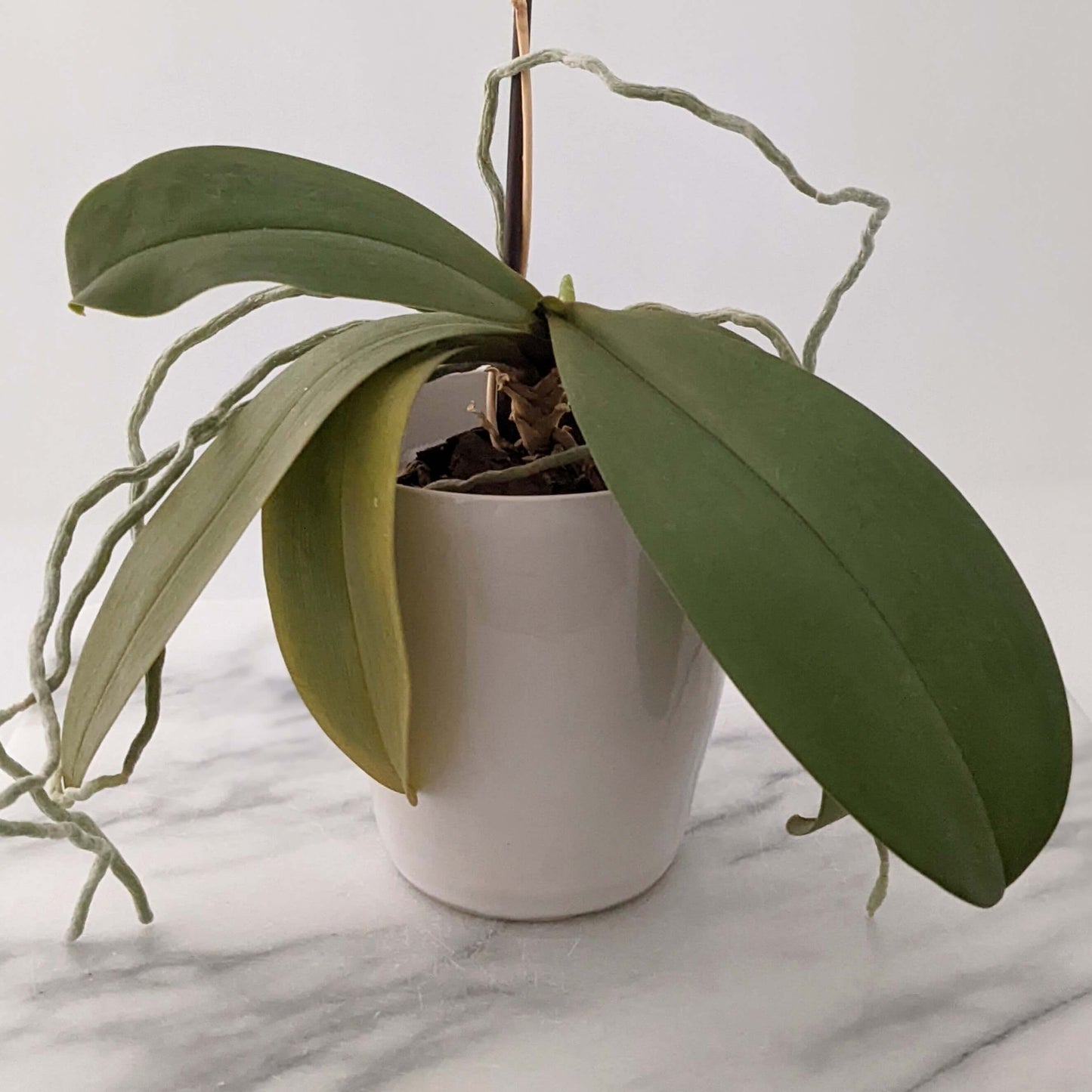 White Orchid Planter